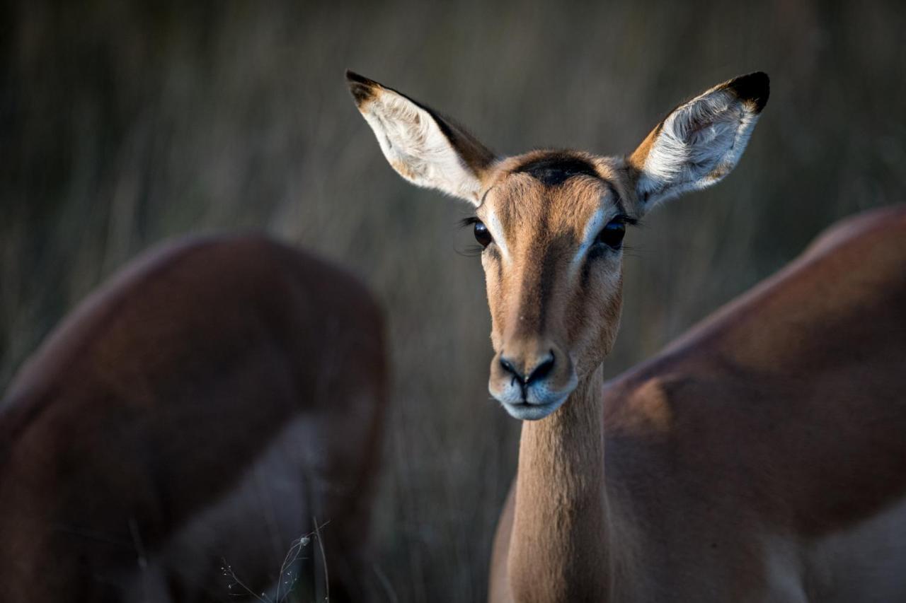 Nkuhlu Tented Camp Skukuza Exterior foto